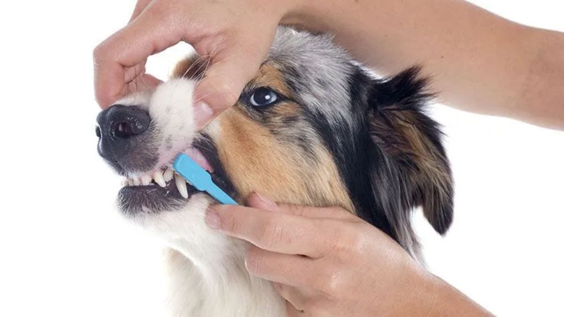 Pet Dental USA