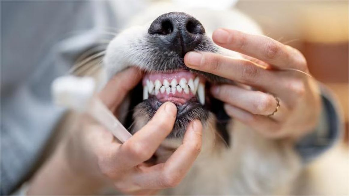 Pet Dental USA