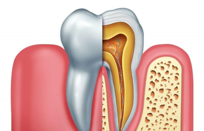 The secrets of tooth structure, how much do you know?
