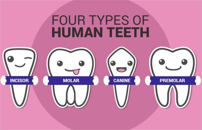 It turns out there are so many types of teeth!